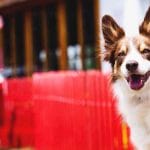 nissan pet-friendly, empresas pet-friendly en colombia, sello zoolidario, empresas con sello zoolidario, concesionarios nissan pet-friendly en colombia, empresas que reciben mascotas en colombia, empresas que reciben perros en colombia, empresas que reciben gatos en colombia, locales donde se pueden llevar perros y gatos, locales donde se pueden llevar mascotas, instituto distrital de protección y bienestar animal, idpyba bogota, empresas amigables con las mascotas en colombia