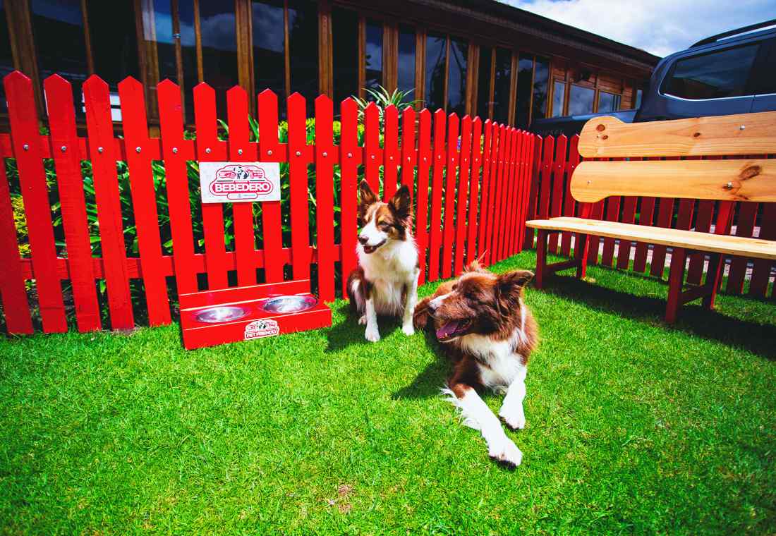 nissan pet-friendly, empresas pet-friendly en colombia, sello zoolidario, empresas con sello zoolidario, concesionarios nissan pet-friendly en colombia, empresas que reciben mascotas en colombia, empresas que reciben perros en colombia, empresas que reciben gatos en colombia, locales donde se pueden llevar perros y gatos, locales donde se pueden llevar mascotas, instituto distrital de protección y bienestar animal, idpyba bogota, empresas amigables con las mascotas en colombia