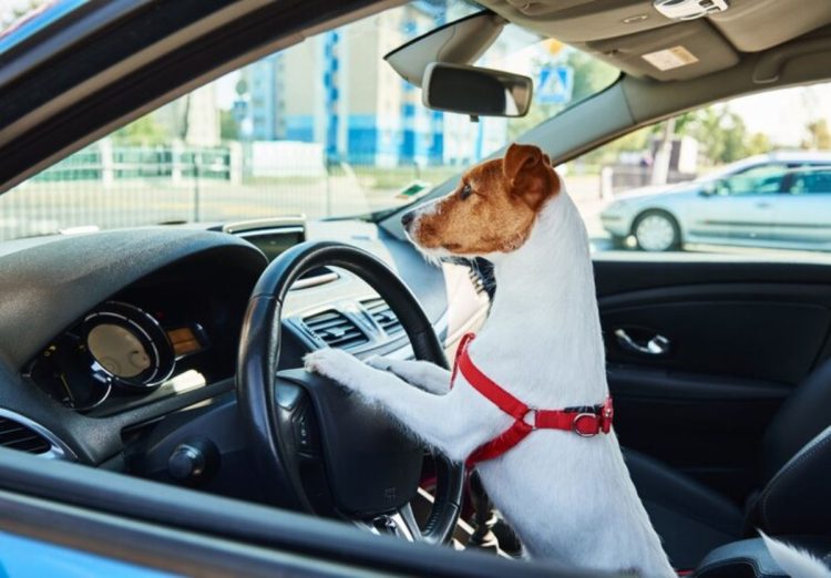 Perro conduce auto viral