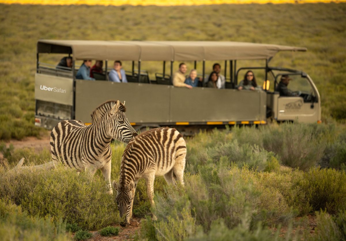 Uber Safari